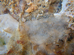 Bryozoa