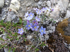 Eritrichium arctisibiricum