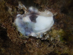 Bivalvia