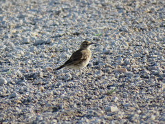 Geositta cunicularia