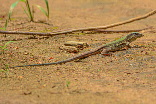 Giant Ameiva