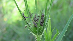 Coryacris angustipennis