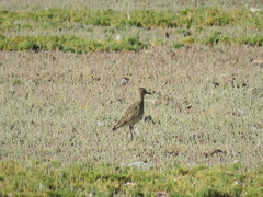 Oreopholus ruficollis