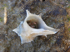 Bolinus brandaris