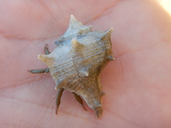 Clibanarius erythropus
