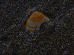 Bivalvia