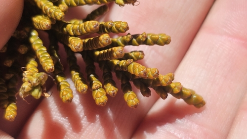 Veronica ochracea, photograph 5