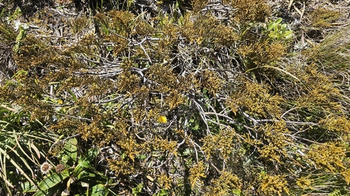 Veronica ochracea, photograph 6