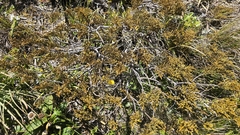 Veronica ochracea, photograph Henry Hart, CC0, iNaturalist via GBIF