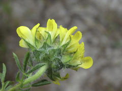 Lotononis involucrata