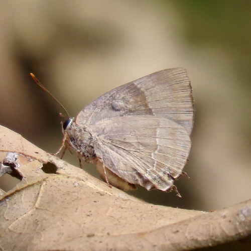 Bitias Hairstreak (Panthiades bitias)