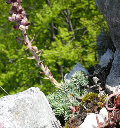 Saxifraga sempervivum, photograph 6