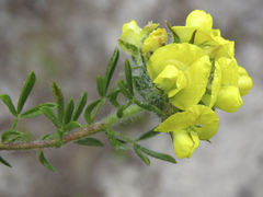 Lotononis involucrata