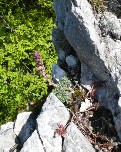 Saxifraga sempervivum, photograph 5