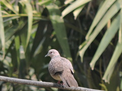 Streptopelia chinensis