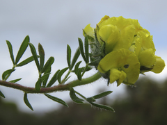Lotononis involucrata