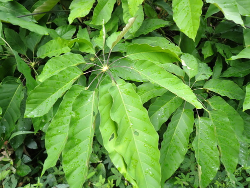 matchwood (Didymopanax morototoni)