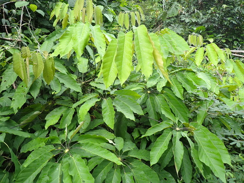 Didymopanax morototoni, photograph 3