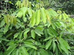 Didymopanax morototoni, photograph author not stated, no rights reserved