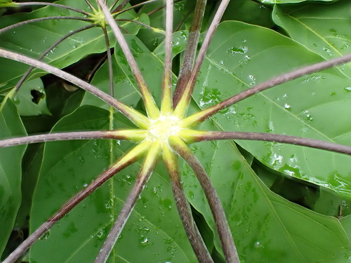 Didymopanax morototoni, photograph 2