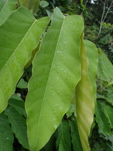 Didymopanax morototoni, photograph 4
