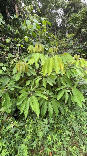 Didymopanax morototoni, photograph 5