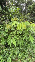 Didymopanax morototoni, photograph author not stated, no rights reserved