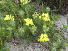 Lotononis involucrata