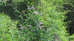 Solanum glaucophyllum