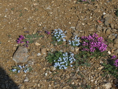 Eritrichium arctisibiricum