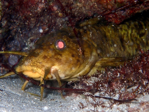 Cobbler (Paraplotosus albilabris) — Plotosidae — 4