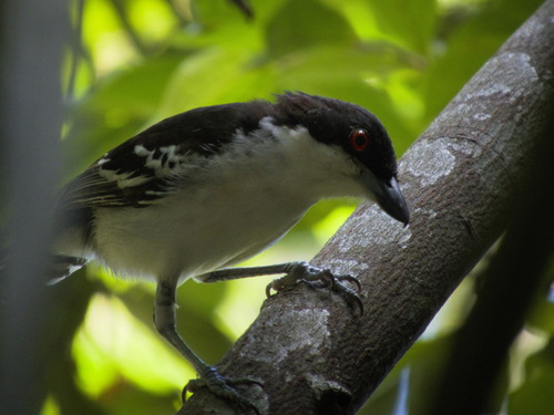 Great Antshrike (Taraba major), photo 5