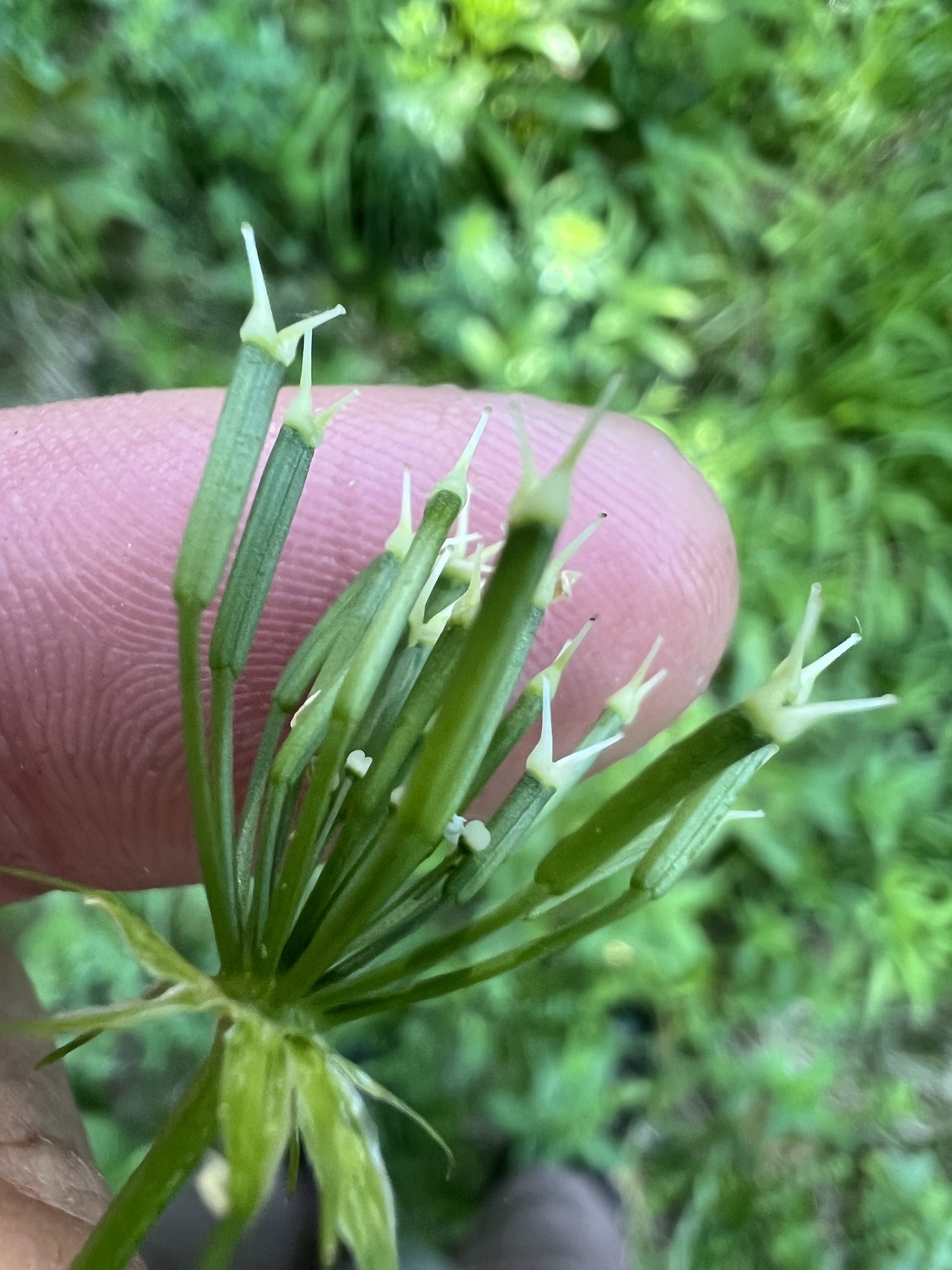 Hairy Chervil (Chaerophyllum hirsutum)