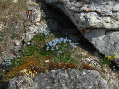 Eritrichium arctisibiricum