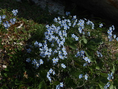 Eritrichium arctisibiricum