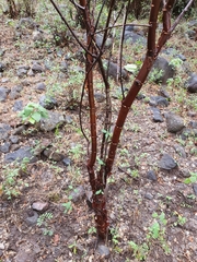 Euphorbia macvaughii