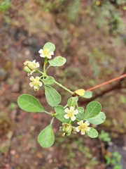 Euphorbia macvaughii