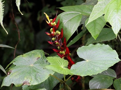 Heliconia lankesteri, photograph 1