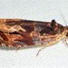 Olethreutes nigranum - Photo (c) suegregoire,  זכויות יוצרים חלקיות (CC BY-NC), הועלה על ידי suegregoire