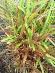Capeobolus brevicaulis