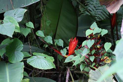 Heliconia lankesteri