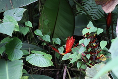 Heliconia lankesteri