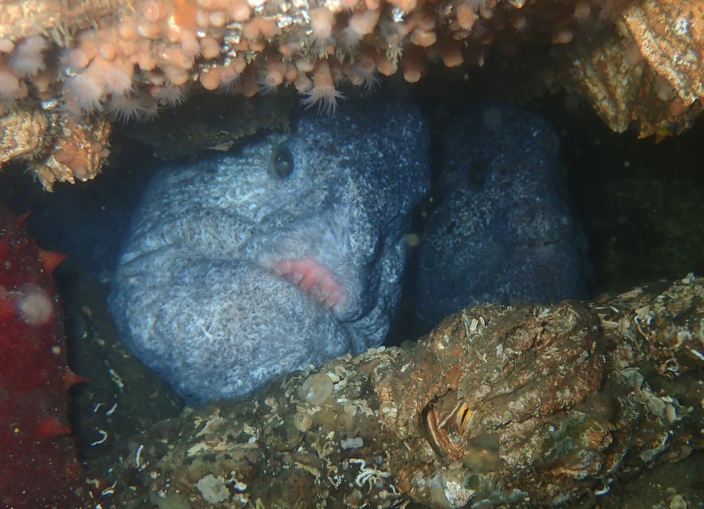 Wolf eel resting in a rocky crevice with its head turned to the camera