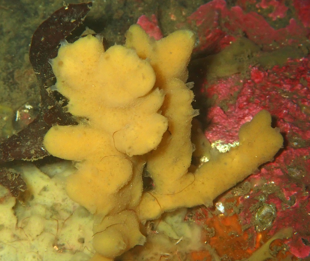 ringed horny sponge