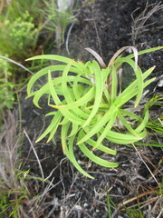 Capeobolus brevicaulis