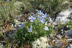 Eritrichium arctisibiricum