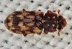 Synchita undata