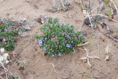 Eritrichium arctisibiricum