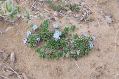 Eritrichium arctisibiricum