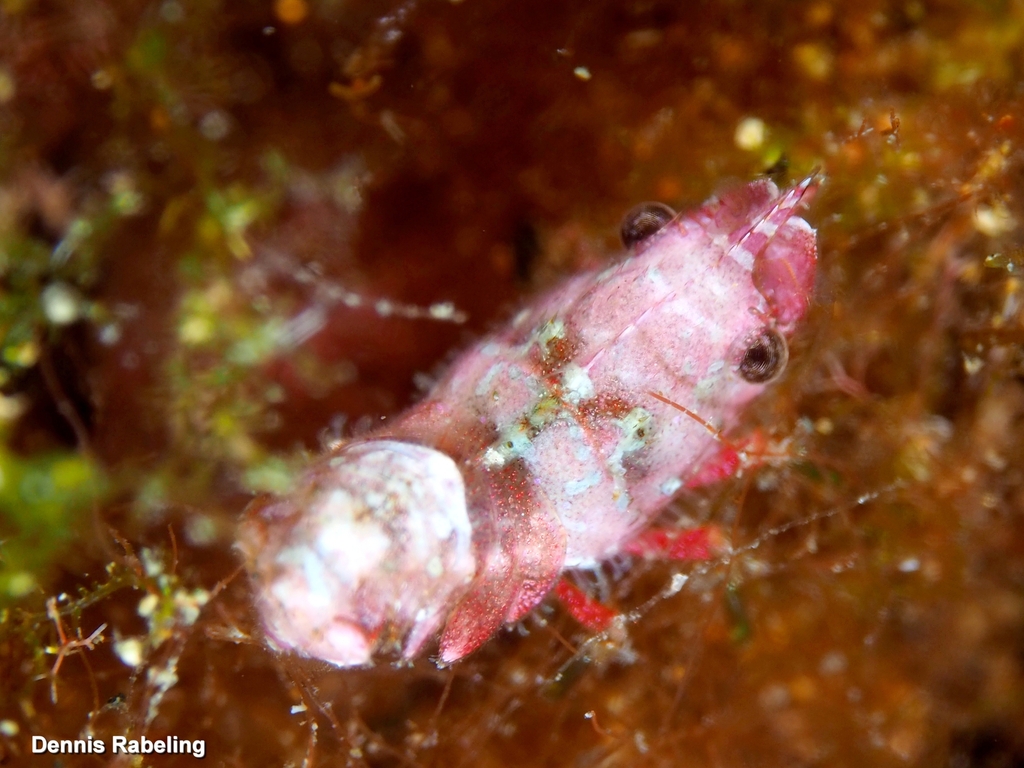 Trachycaris restricta